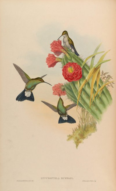 Hypuroptila buffonii = Chalybura buffonii by John Gould